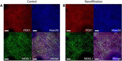 Differentiation of human pluripotent stem cells into insulin-producing islet-like clusters using nanofiltered cell culture medium